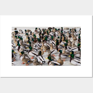 Mallard Duck Flock Posters and Art